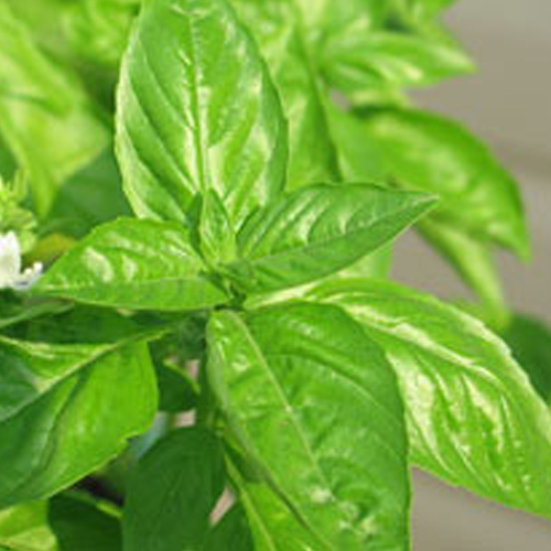 Basil Oils