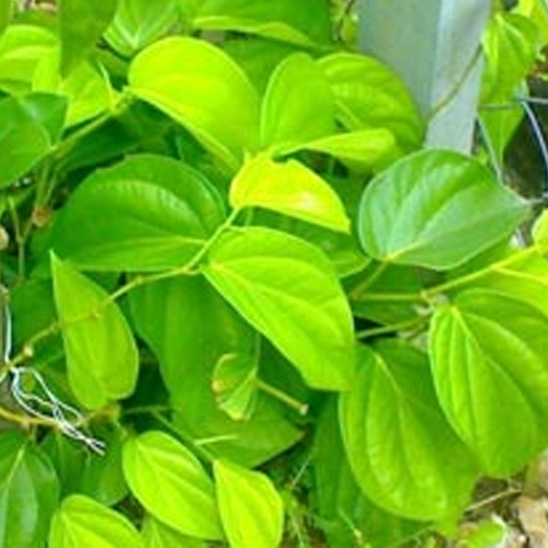 Betel Leaf Oil