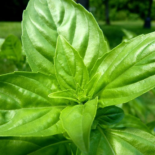 Bulk Basil Oil