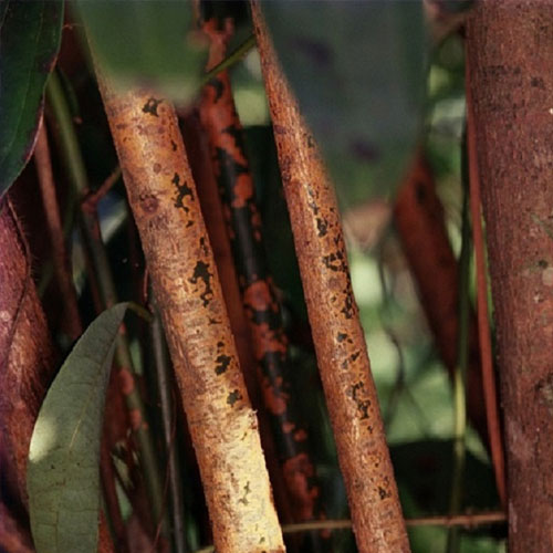 Bulk Cinnamon Bark Oil