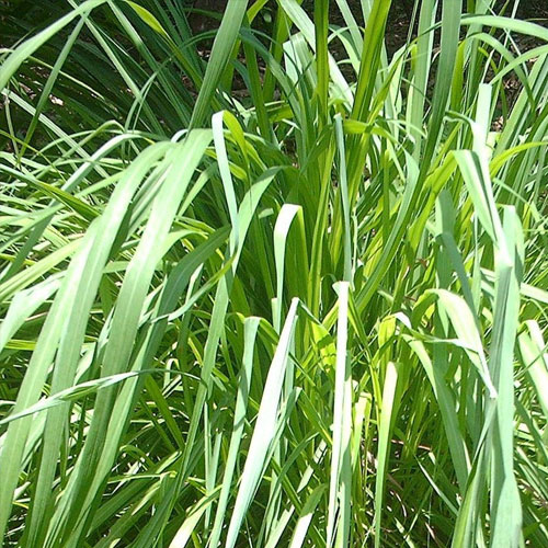 Bulk Citronella Oil