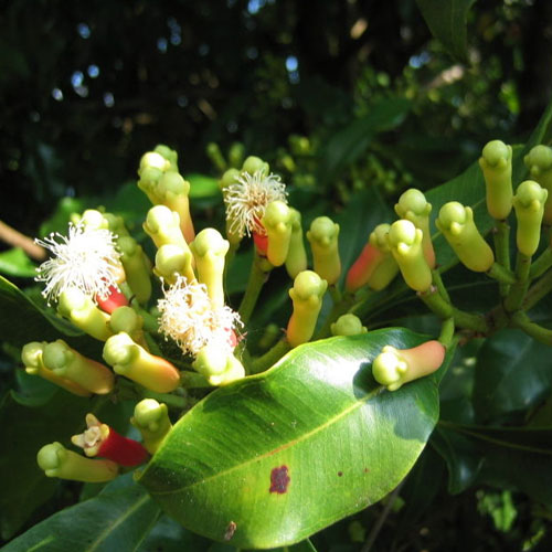 Bulk Clove Oil