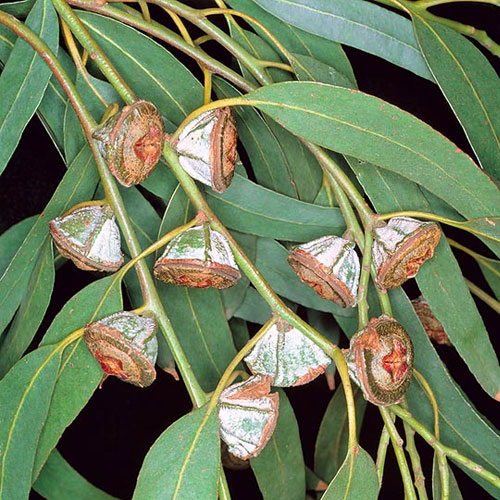 Bulk Eucalyptus Oil