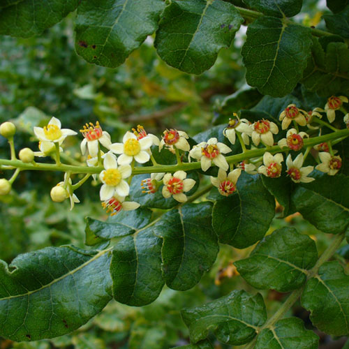 Bulk Frankincense Oil