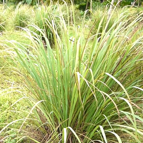 Bulk Lemongrass Oil