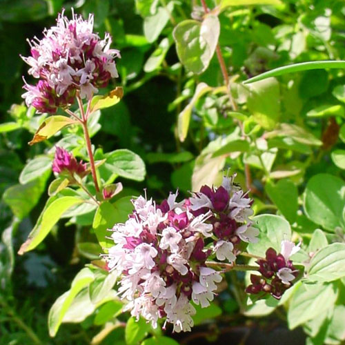 Bulk Oregano Oil