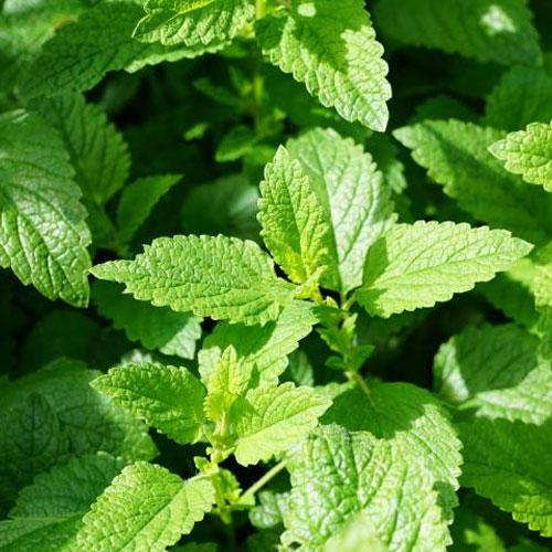 Bulk Spearmint Oil