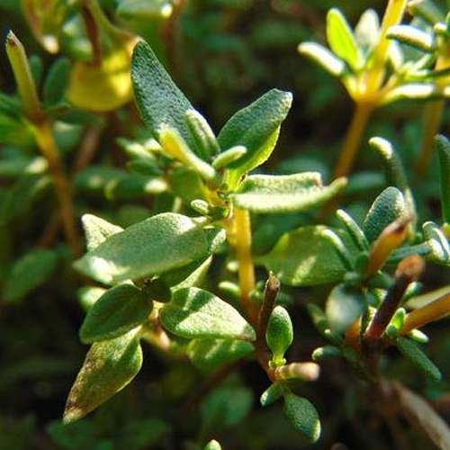 Bulk Thyme Oil