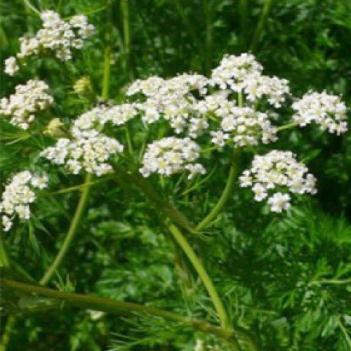 CARAWAY EGYPT OIL