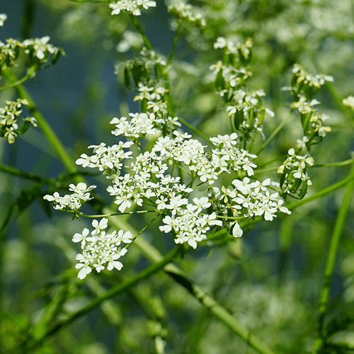 CARAWAY HUNGARY OIL