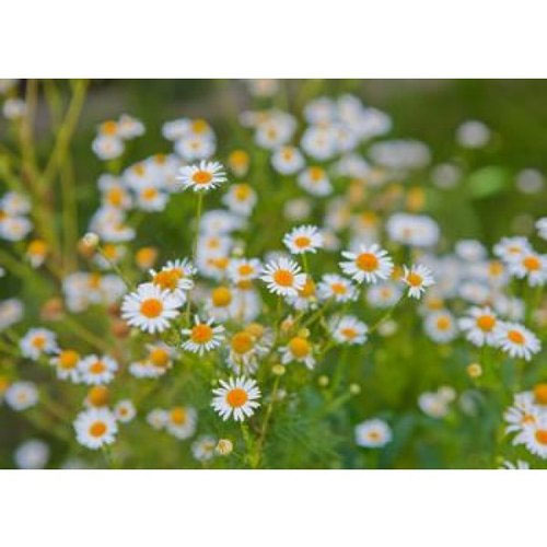 CHAMOMILE WILD MOROCCO OIL