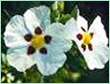 CISTUS SPAIN OIL