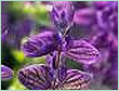 CLARY SAGE CHINA OIL