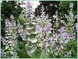 CLARY SAGE RUSSIA OIL