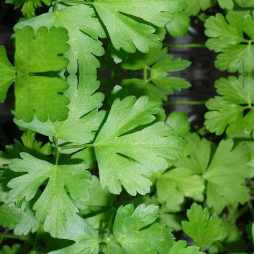 Coriander Oil