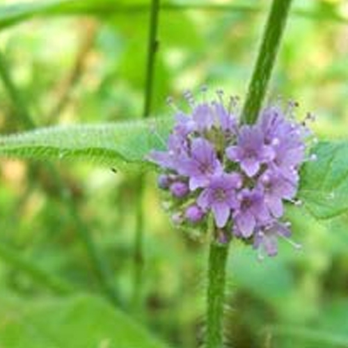 Cornmint Oil