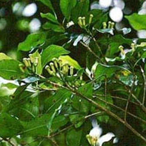 Crude Clove Leaf Oil