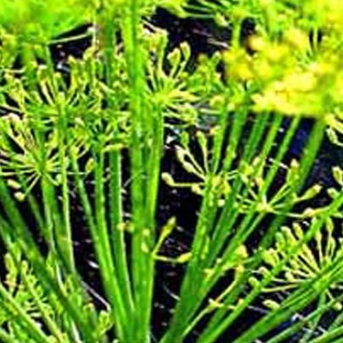 Dill Seed Oil