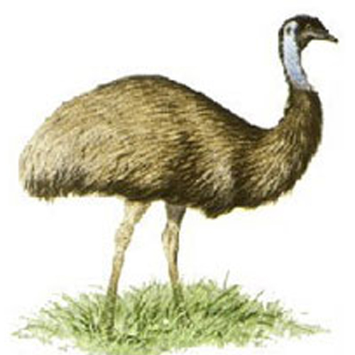 EMU Oil