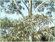 EUCALYPTUS CITRIODORA OIL