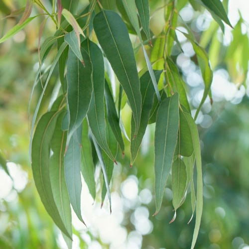 EUCALYPTUS CITRIODORA TERPENS