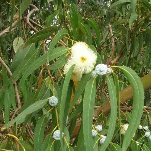 EUCALYPTUS GLOBULUS OIL