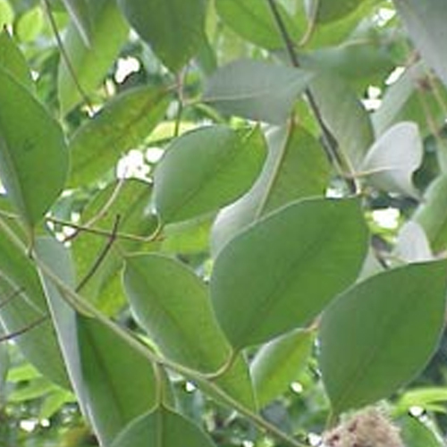 Eucalyptus Oil