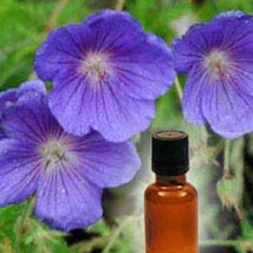 Geranium Oil