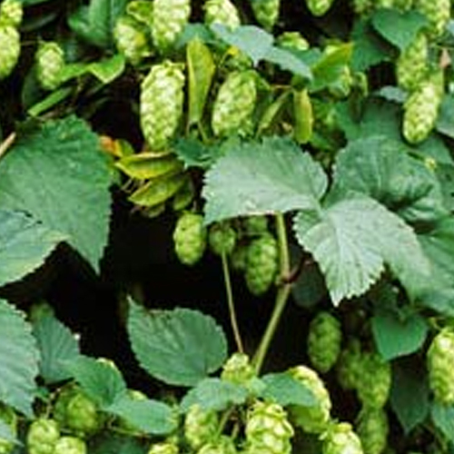 HOP Oil