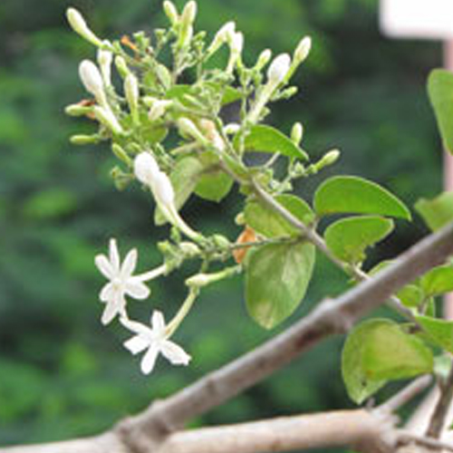 Jasmine Absolute Co2 Essential Oil