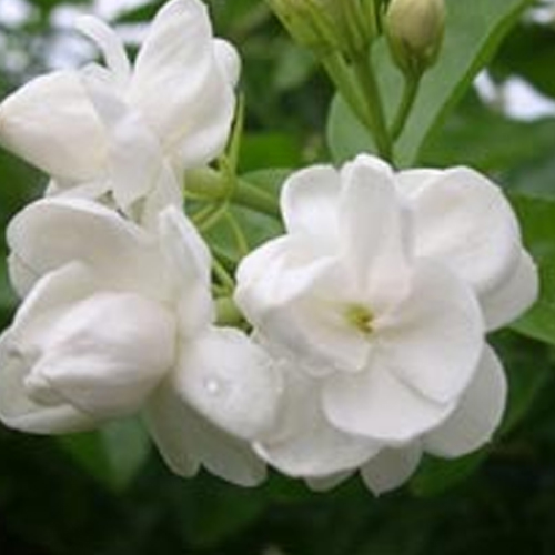 Jasmine Fragrance Oil