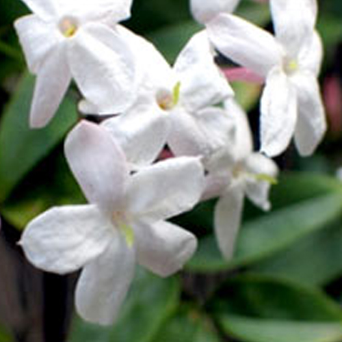 Jasmine Grandiflorum Absolute