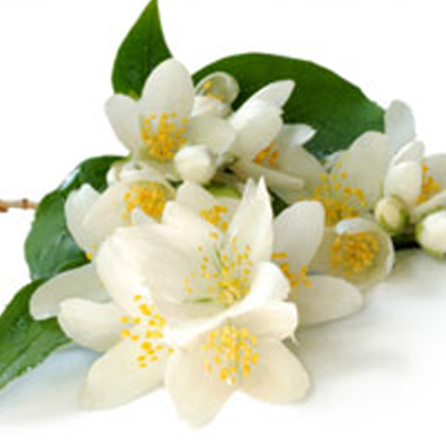 Jasmine Oil