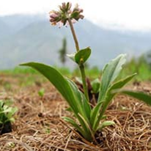 Jatamansi (Spikenard) Oil