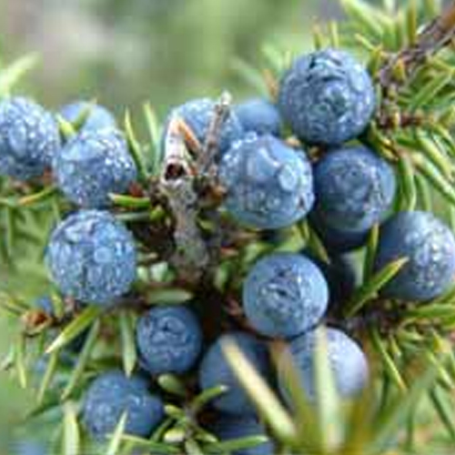 Natural Juniper Berry Oil