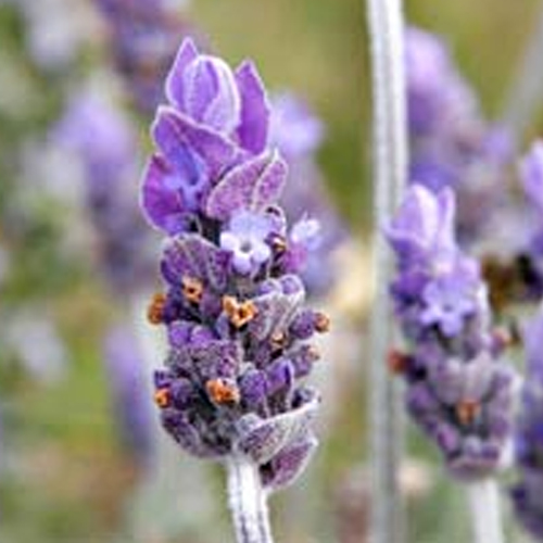 Kashmir Lavender Essential Oil