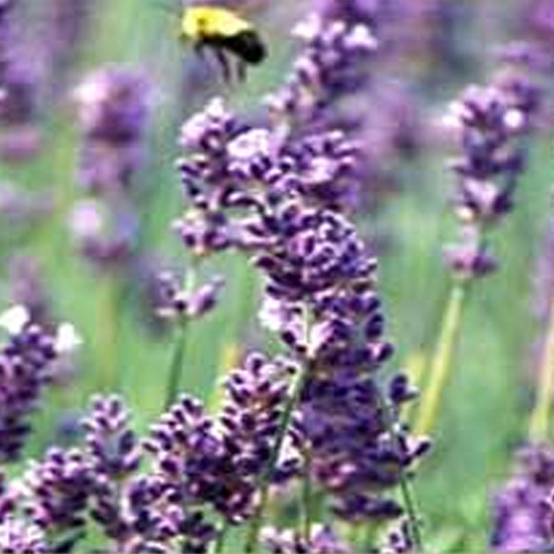 Lavender Bulgarian Oils From India