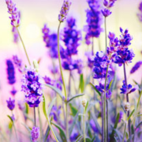 Lavender Oil