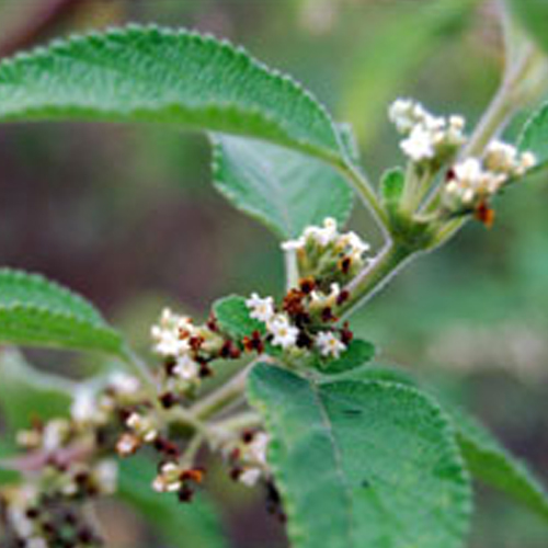 Lippia Origanoides Essential Oil