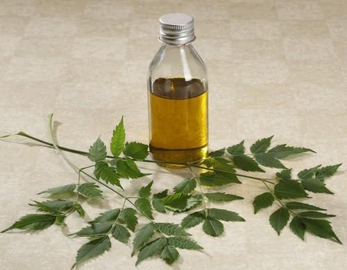 LOVAGE ROOT OIL