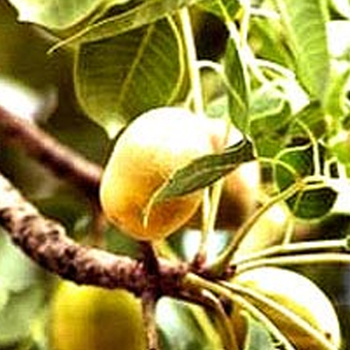 Marula Oils