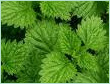 MENTHA ARVENSIS 50 DEMENTHOLIZED OIL