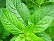 MENTHA PIPERITA INDIA OIL