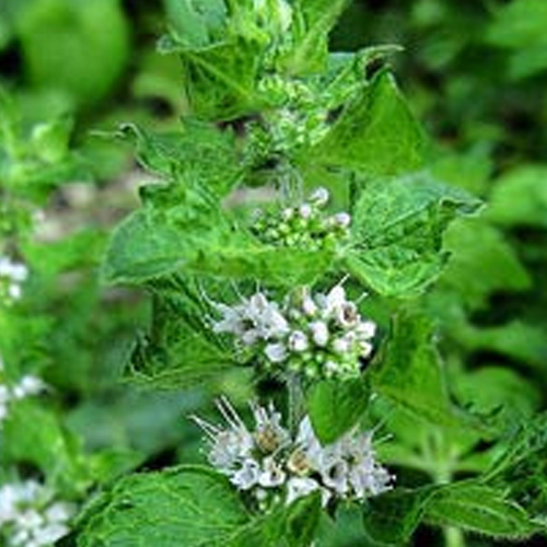 Mentha Spicata Var Oil