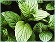 MENTHA PIPERITA USA OIL