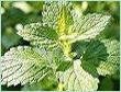 MINT TERPENES