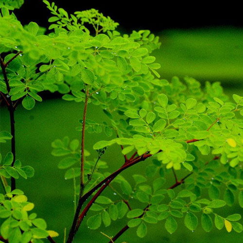 Moringa Oil