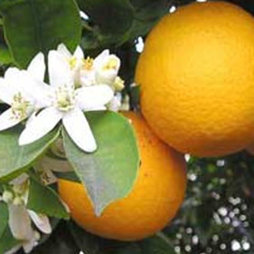 Neroli Oils From India