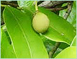 NUTMEG OIL INDIA