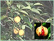 NUTMEG OIL SRI LANKA